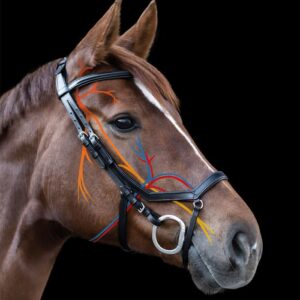 Waldhausen X-Line Bridle Relaxation with plain browband